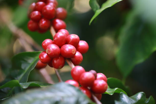 istock organic arabica Ripe coffee berries  on branch.harvesting Robusta and arabica  coffee berries by agriculturist hands,Worker Harvest arabica coffee berries on its branch, harvest concep 1316359708