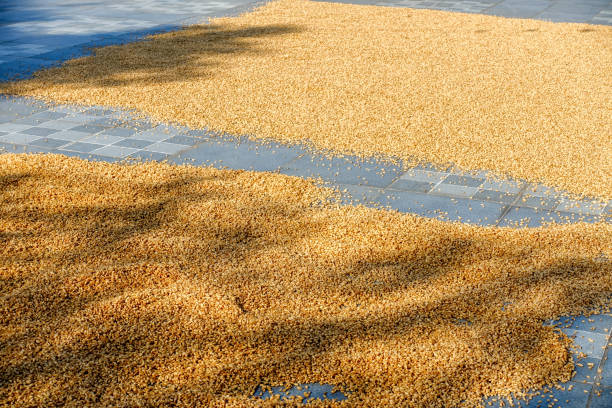 Triticum, commonly known as wheat. Process of drying wheat seeds in direct sunlight before grinding into flour.