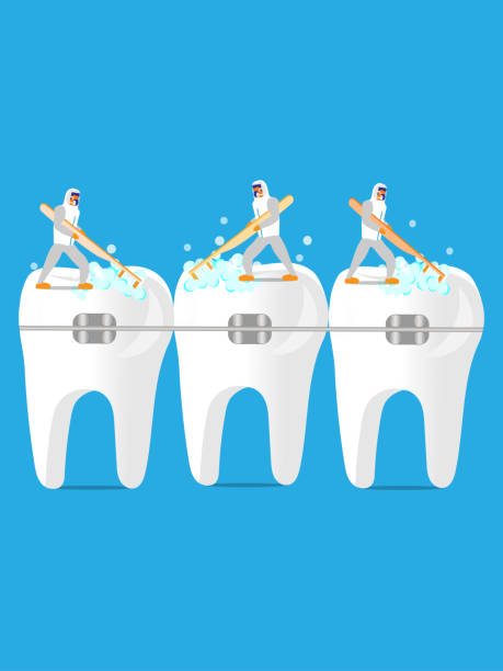 ilustrações de stock, clip art, desenhos animados e ícones de brushing teeth with braces - human teeth defending dental equipment brushing