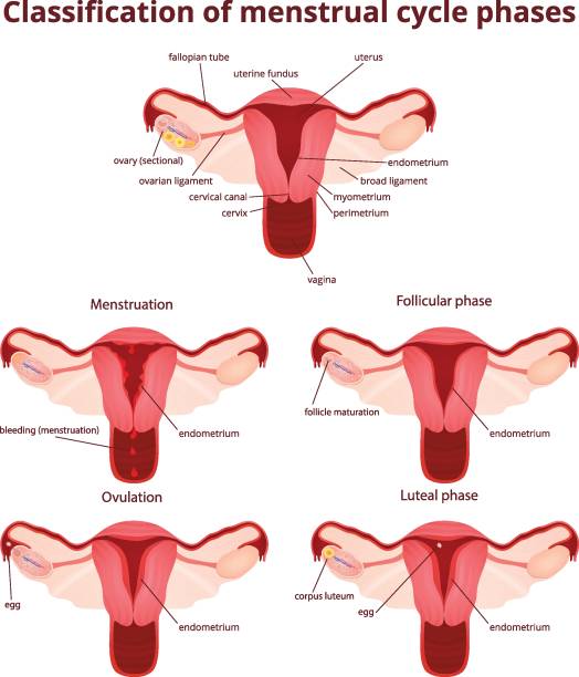 female reproductive system female reproductive system, the uterus and ovaries scheme, the phase of the menstrual cycle thyroid disease stock illustrations