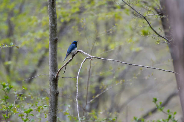 istock Blue-and-white flycatcher on a branch 1316370631