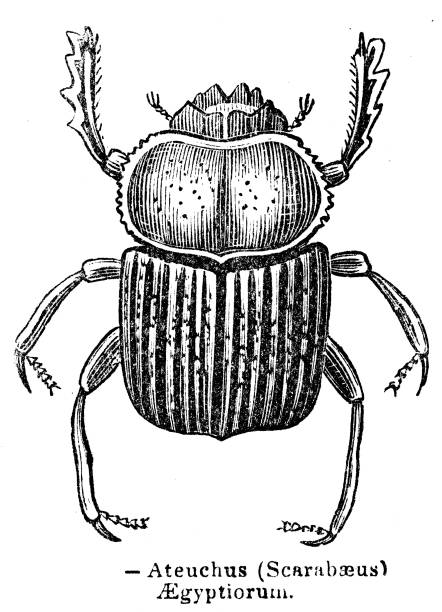 istock Egyptian Beetle scarab engraving 1893 1316370707