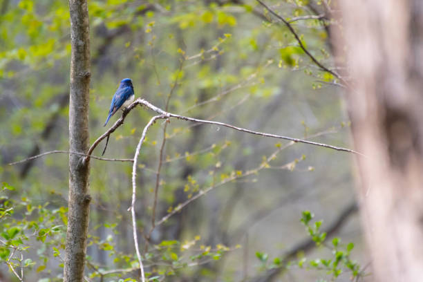 istock Blue-and-white flycatcher singing on a branch 1316371256
