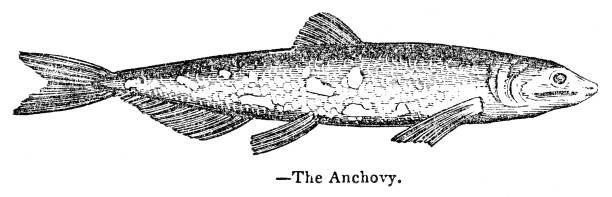 Anchovy engraving 1893 The Animal Kingdom by Baron Cuvier - London 1893 anchovy stock illustrations