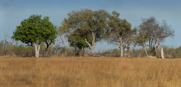 istock Stand of Mopani and Marula Trees in Okavango Delta 1316373186