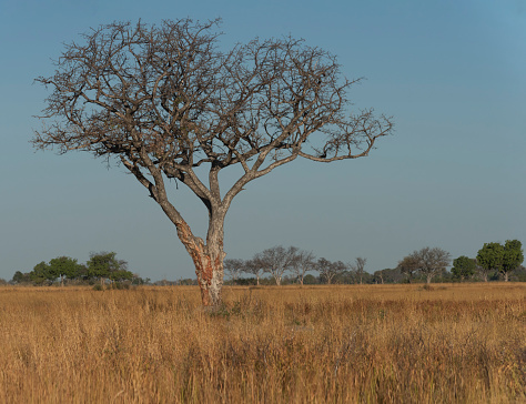 A leafless marula tree stands out against the yellow grasses of the Okavango delta.  This deciduous tree, photographed in spring, will soon revive and provide shade and fruit for savannah animals.