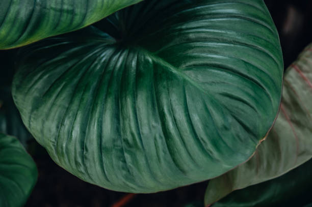 istock Close up tropical nature green leaf caladium texture background. 1316375760
