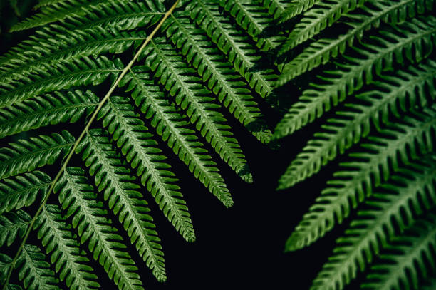 istock Green fern leaves 1316375788