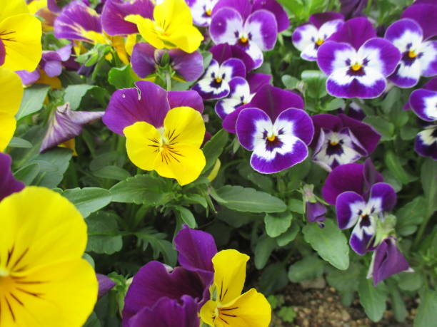istock Beautiful flowers that decorate the spring park 1316376527