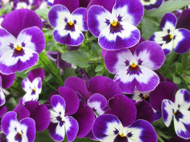 istock Beautiful flowers that decorate the spring park 1316376534