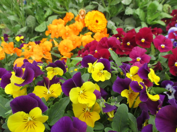 istock Beautiful flowers that decorate the spring park 1316376537