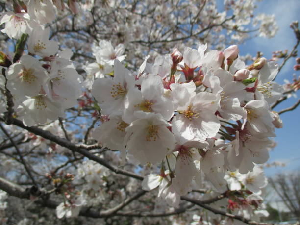 istock Beautiful cherry blossoms that symbolize spring in Japan 1316376837