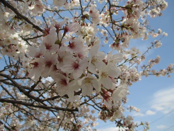 istock Beautiful cherry blossoms that symbolize spring in Japan 1316376856