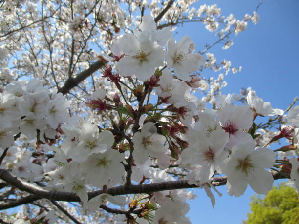 istock Beautiful cherry blossoms that symbolize spring in Japan 1316376913