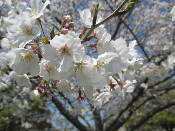 istock Beautiful cherry blossoms that symbolize spring in Japan 1316377454