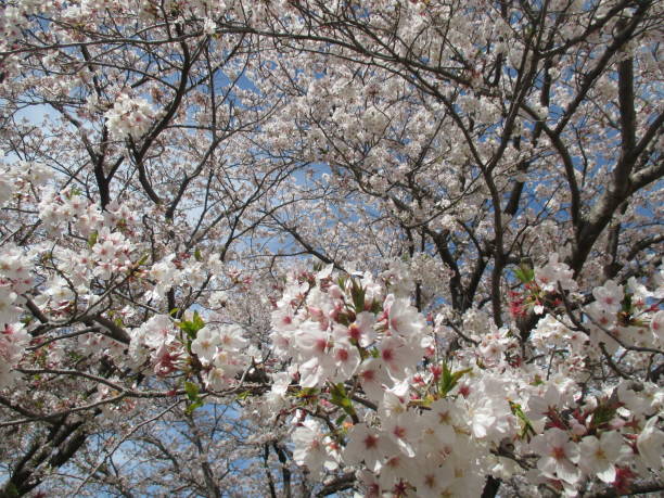 istock Beautiful cherry blossoms that symbolize spring in Japan 1316377826
