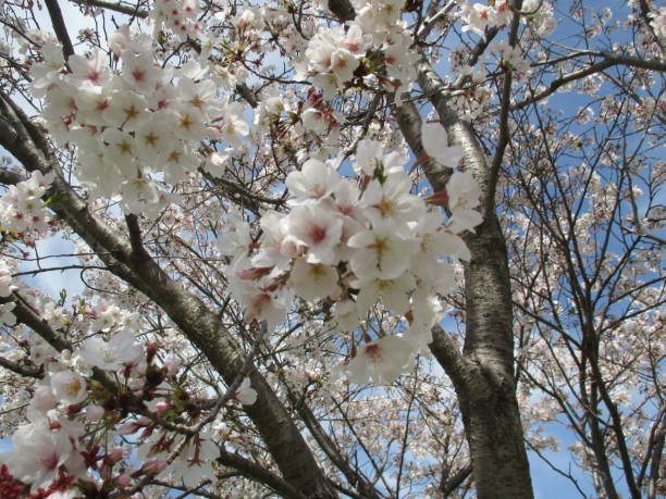 istock Beautiful cherry blossoms that symbolize spring in Japan 1316377844