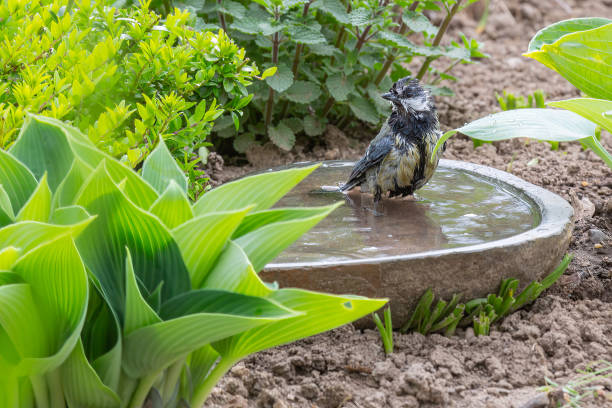 istock a titmouse bathing in a stony bird bath with haziness by motion 1316379460