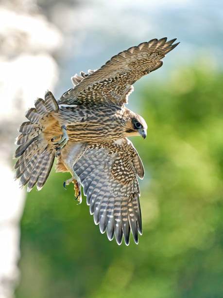 istock Peregrine falcon (Falco peregrinus) Juvenile 1316380228