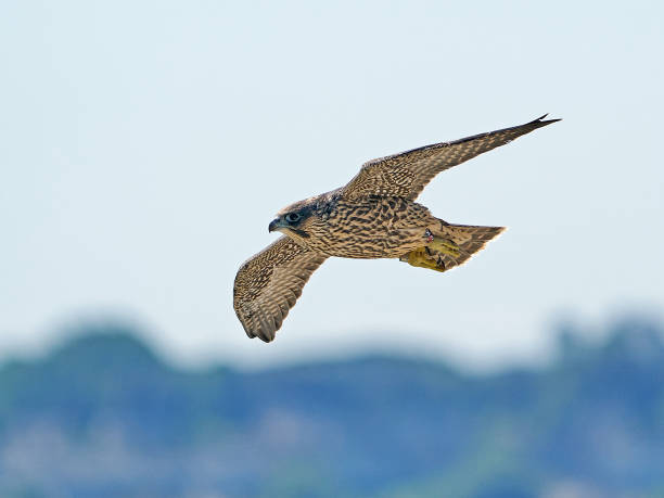istock Peregrine falcon (Falco peregrinus) Juvenile 1316380246
