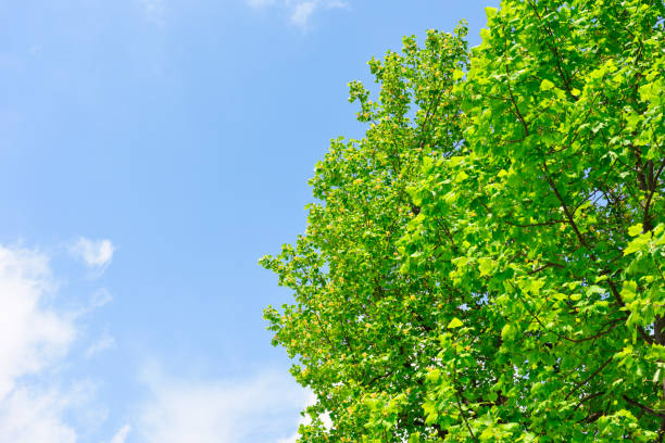 istock Looking up at treetops and the blue sky 1316381103
