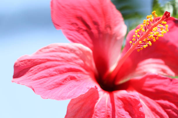 istock Close up of red hibiscus flower 1316382135