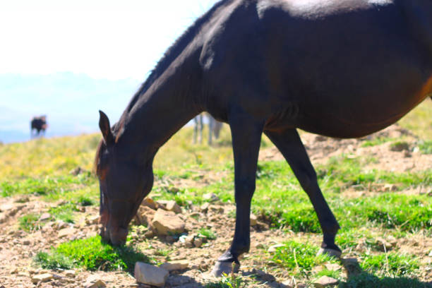 A Horses On The Autumn Caucasus Meadow