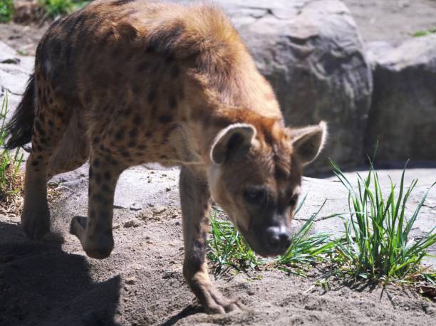 istock Wildlife spotted hyena 1316383840