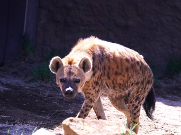 istock Wildlife spotted hyena 1316384026