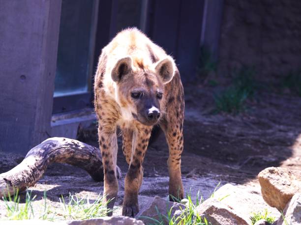istock Wildlife spotted hyena 1316384186