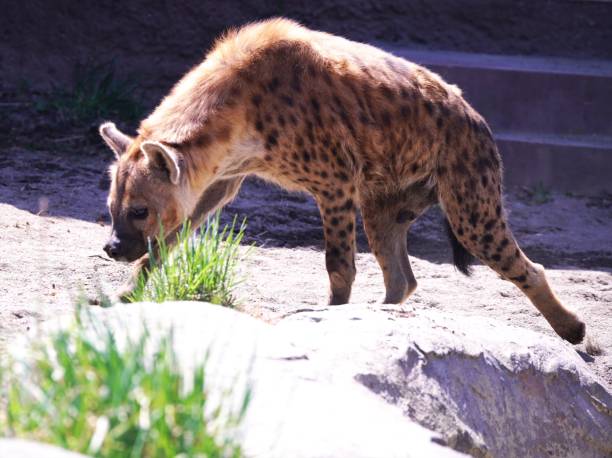 istock Wildlife spotted hyena 1316384301
