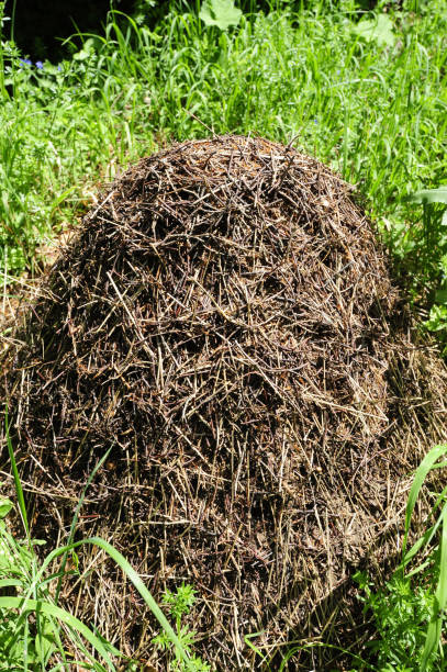 istock ants and a big ant hill 1316385210
