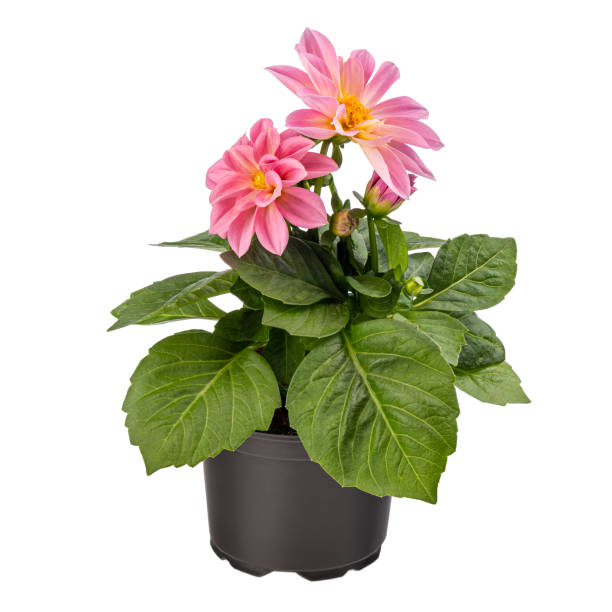 istock Pink dahlia in full bloom 1316387081