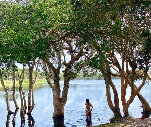 женщина, стоящая на краю воды чайного дерева озера - waters edge lake beach tree стоковые фото и изображения