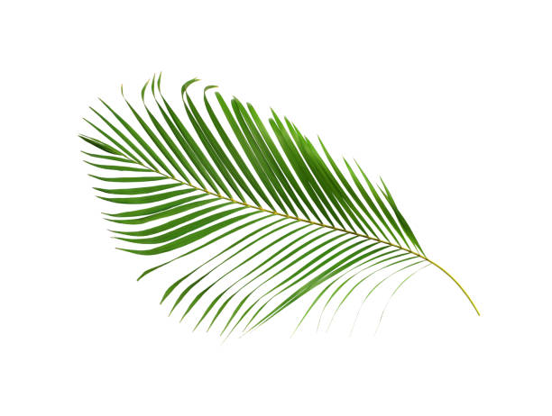 istock green palm leaf isolated on white for summer background 1316388878
