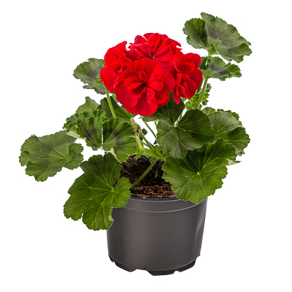 Red flower in a white pot  isolated