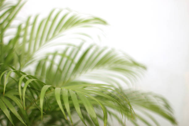 istock green tropical palm leaf with shadow on white wall 1316389027
