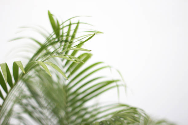 istock green tropical palm leaf with shadow on white wall 1316389028