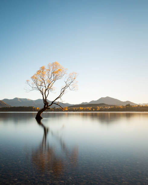 That Wanaka tree in autumn, South Island of New Zealand. Vertical format That Wanaka tree in autumn, South Island of New Zealand. Vertical format sunrise timelapse stock pictures, royalty-free photos & images