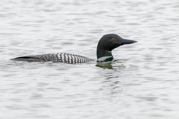 istock common loon swimming in water 1316389804