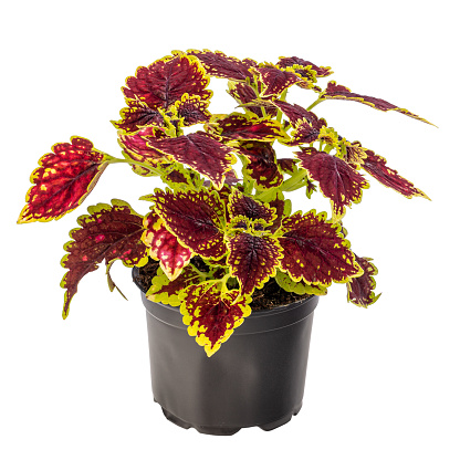 Colorful coleus houseplant in flowerpot isolated on white background