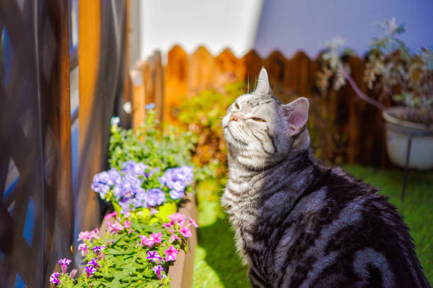 春のテラスでくつろげる猫 - 小春日和 ストックフォトと画像