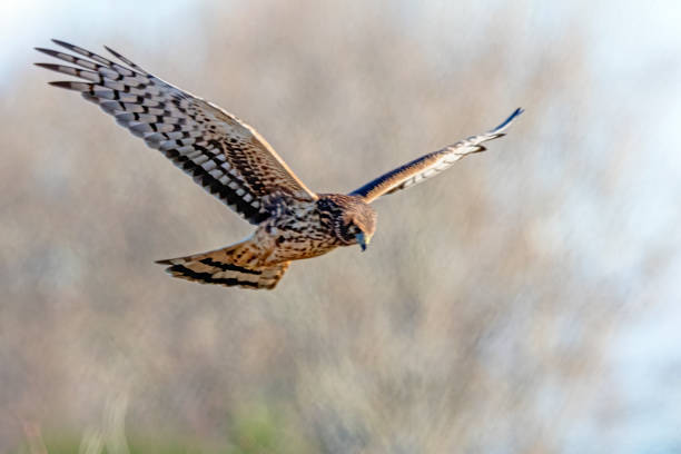 istock Northern Harrier in flight, Delta, BC, Canada 1316389898
