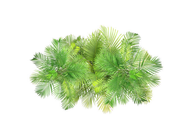 top view palm leaves tree isolated on white background