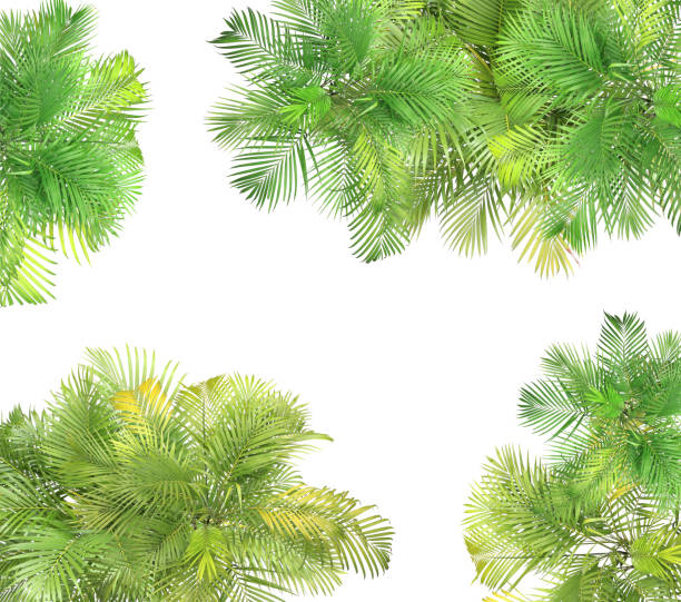 istock top view palm leaves tree isolated on white background 1316390249