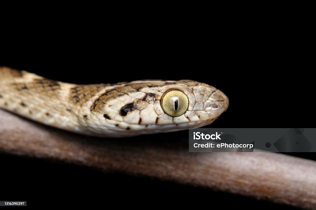 Cat snake Head, Verticle pupil, Boiga trigonata, Satara, Maharashtra, India Animal Stock Photo