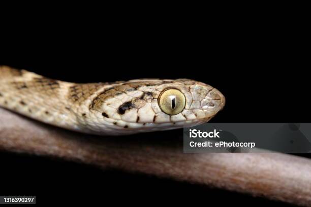 Cat Snake Head Verticle Pupil Boiga Trigonata Satara Maharashtra India Stock Photo - Download Image Now