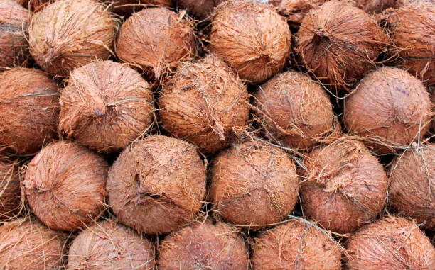 istock Shelled Coconuts for sale in stall, Juhu Beach, Mumbai, India 1316390847