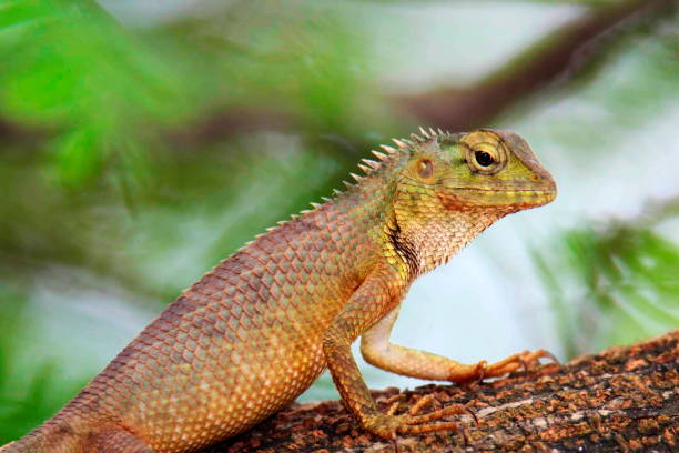 istock Oriental garden lizard, eastern garden lizard, bloodsucker or changeable lizard, Calotes versicolor, Vashi, Mumbai, India 1316390852