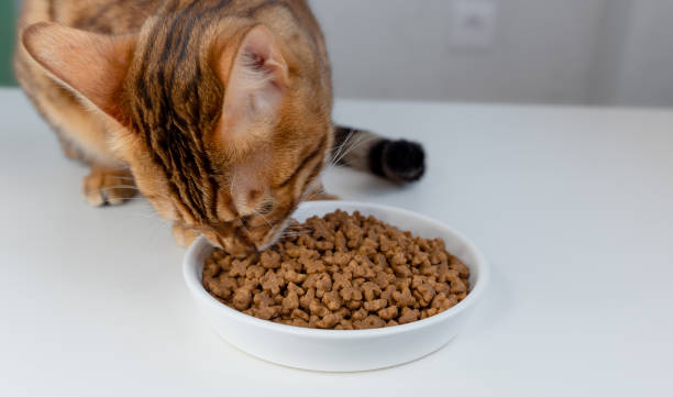 istock Bengal cat eats dry cat food with appetite, close-up 1316390981